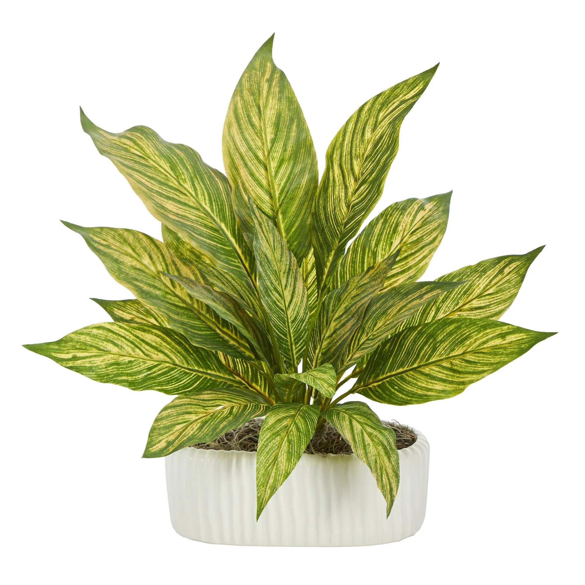 14” Musa Artificial Plant in White Planter