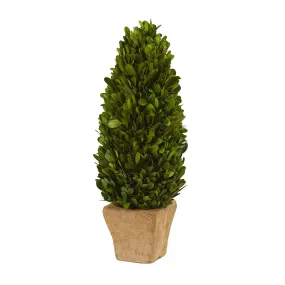 16” Boxwood Cone Preserved Plant in Planter