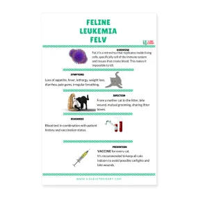 Feline Leukemia FELV Poster 8x12